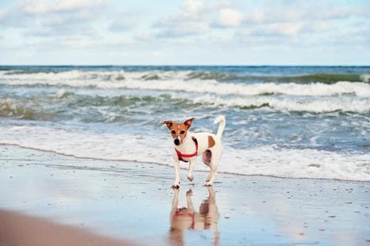 gdzie-nad-morze-z-psem-poradnik-dla-opiekuna-pupila