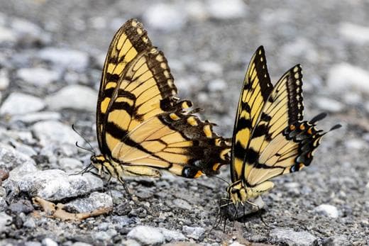 muzeum-motyli-we-wladyslawowie