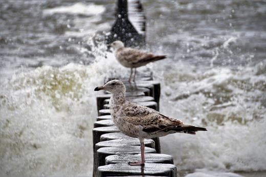 polwysep-helski-po-sezonie